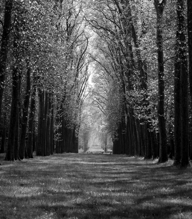 Trees in Versailles